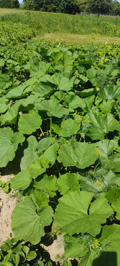 The image depicts a close-up view of a garden bed filled with large, green squash or pumpkin leaves. The leaves are broad and lobed, with a rough texture, and they cover the ground extensively. Among the large leaves, there are also feathery green fronds of dill, some with small yellow flowers. The soil is visible in patches between the plants, appearing sandy and dry in some areas. The scene is set outdoors under bright sunlight, suggesting a warm, clear day. The lush green foliage and the presence of flowering dill indicate a growing season, likely summer, in a temperate climate. The background is blurred but suggests a field or more vegetation, with trees and a hint of a fence in the distance. There are no people or specific objects besides the plants and soil. The overall impression is one of a healthy, vibrant garden. The location is identified as Пацейкаўскі сельскі Савет, Belarus. There is no visible text in the image.