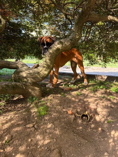 A brown Boxer dog is standing next to a tree with gnarled branches in what appears to be a garden or park. The dog's head is visible, looking towards the viewer. The ground is covered in dirt and there is a metal object lying on the ground. The location is Lissone, Italy.