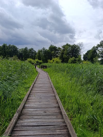 A wooden boardwalk meanders through tall green reeds under a cloudy sky. The boardwalk is made of weathered wooden planks and has a railing on either side. In the distance, there is a small wooden bench on the boardwalk. The reeds are lush and vibrant green, creating a natural pathway. The sky is overcast with dramatic grey clouds, suggesting a potential for rain. The scene appears to be in a natural park or wetland area. The image was captured in Konstancin-Jeziorna, Poland.
