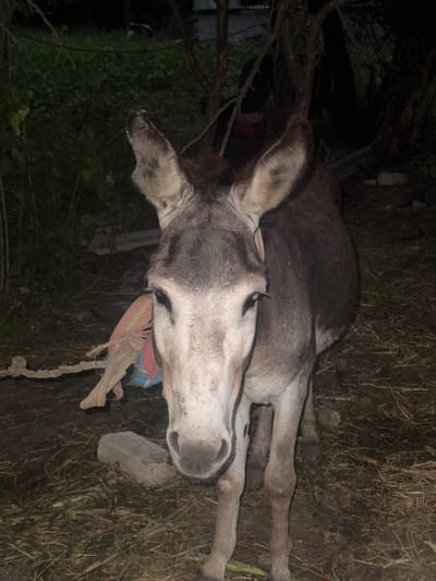 A full-body, eye-level shot shows a donkey standing in an outdoor area with a dirt and straw ground cover, in the city of Tandzia, Georgia. The donkey is facing forward, with its head slightly tilted down and to the left. Its fur is a mottled gray and brown. The donkey has large ears, a long snout, and dark eyes. A colorful blanket or saddle pad is visible on its back, with a rope tied around its neck. The background is dark and out of focus, with trees and foliage visible. There is a concrete block on the ground to the left of the donkey. The lighting suggests it is nighttime or dusk.