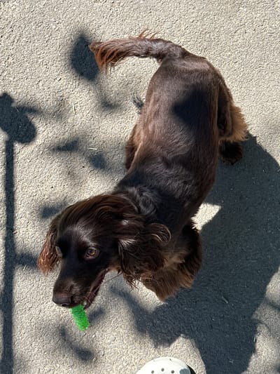 A brown dog with dark fur and long ears is lying on asphalt, holding a green chew toy in its mouth. The dog is facing left and its eyes are open. Sunlight casts shadows on the asphalt, creating a dappled effect. A shadow of a person's foot in a white sandal is visible in the bottom right corner. The scene is set in Podilsk, Ukraine.