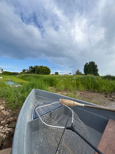 A gray fishing boat rests on the muddy shore of a body of water, angled slightly to the right. Inside the boat, a fishing net with a silver rim and a black handle lies on the floor, partially obscured by a wooden oar with a beige blade. The boat is positioned in front of a dense wall of green grass and reeds, which extends to the horizon. In the distance, several houses and trees are visible, set against a sky filled with dramatic, grey and white clouds. The overall impression is one of a serene, natural environment, possibly in the rural settlement of Sitno, Russia, with hints of human presence through the boat and fishing gear.