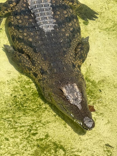 The image shows a crocodile partially submerged in a shallow body of water. The water appears to be greenish and murky. The crocodile's head is visible, and part of its body and legs. The texture of its skin is rough and patterned. A single brown leaf rests on its head. The environment seems to be outdoors with pale yellow concrete. The location is in the city of Tías, Spain.