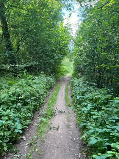 The image depicts a dirt path winding through a dense, green forest. The path is narrow and appears to be a walking trail, with tire tracks visible in the soil, suggesting it may also be used by vehicles. Lush vegetation, including ferns and other leafy plants, lines both sides of the path, forming a thick canopy that partially obstructs the sky. The trees are tall and densely packed, their leaves creating a vibrant green tapestry. Sunlight filters through the foliage, creating dappled patterns on the ground. The scene suggests a natural, undisturbed environment within the city of Petrovo-Dalnee, Russia, likely a park or wooded area. There are no people or animals visible in the image.