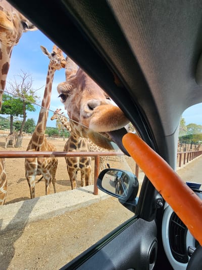In Fasano, Italy, at the Fasano Safari Zoo, a giraffe's head is close to the window of a car, with its tongue extended to lick a carrot held by an unseen person. Several other giraffes are visible in the background, standing in a dusty enclosure with sparse trees and a fence. The view is framed by the car's interior, including part of the dashboard, window trim, and a side-view mirror reflecting traffic cones and a car. The sky is blue with a few white clouds.