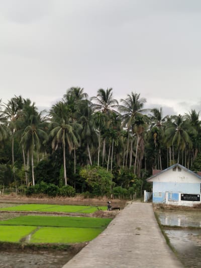 The image depicts a rural landscape in Glee Gogo, Indonesia, under an overcast sky. In the foreground on the left, vibrant green rice paddies are sectioned into rectangular plots, partially filled with water. A concrete path or road extends from the foreground, leading towards a building in the midground. A dark-colored motorcycle with an attached side cart is parked on the left edge of this path.
On the right side of the path, a single-story building with a gable roof is visible. The building is painted light blue and white and reflects in the water that surrounds parts of its base. In the background, a dense cluster of tall palm trees, predominantly coconut palms, creates a lush green canopy.
The sky is uniformly light gray and overcast, suggesting cloudy weather. No people are visible.
A prominent sign on the front of the light blue building displays white text on a dark background, clearly reading "SDN BLANG GEUMPEUNG". "SDN" stands for "Sekolah Dasar Negeri," indicating it is a public elementary school. Fainter, possibly faded text reading "SEN BIANG..." is visible above a window on the building. The overall scene conveys a tranquil, everyday rural setting.
