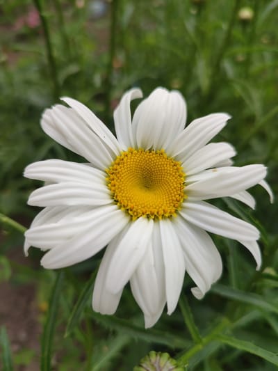 This is a close-up, vertical, eye-level shot of a single white daisy in bloom. The daisy is positioned centrally in the frame, dominating the foreground. Its white petals, tinged with subtle green at the base, radiate outwards from a vibrant, circular yellow center. The yellow center is intricately detailed, composed of numerous tiny florets arranged in a spiral pattern. The background is softly blurred, showcasing a lush, green environment of foliage, likely a garden or meadow. The depth of field is shallow, isolating the daisy and drawing the viewer's attention to its delicate features. The lighting appears natural, suggesting daytime, possibly overcast, as there are no harsh shadows. The overall mood is serene and naturalistic, highlighting the simple beauty of the flower. No people, text, or specific event are depicted. The location context is Krasivka, Ukraine.