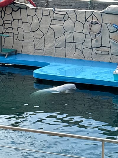 This image depicts a beluga whale in an outdoor marine enclosure in Bol'shoi Utrish, Russia. The whale, primarily white, is partially submerged in dark green-blue water, with its head and upper back visible near a bright blue concrete ledge. The ledge forms the edge of an elevated platform, running parallel to a textured wall behind it. This wall is light gray with irregular black lines simulating stone masonry. On the left, a small green stool is positioned on the blue platform. Towards the upper right of the wall, a white hoop with a multi-colored inner pattern hangs, indicative of an animal training prop. A white and blue cooler or bucket rests on the blue platform on the far right. Above the patterned wall, a rough, gray concrete structure is visible, with a red curved object partially visible in the top left corner. The foreground features a silver metal railing, suggesting a viewing area. The water exhibits ripples and reflections under clear daylight conditions. No people are visible.
