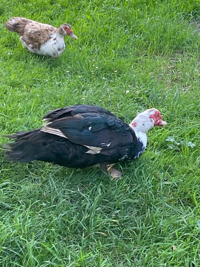 The image displays two ducks lying on green grass. One duck, positioned in the foreground and to the right, is larger and predominantly black with white markings on its neck and a reddish face. The other duck, smaller and to the left, has brown and white plumage and a reddish face. Both appear to be deceased or resting. The setting is outdoors, with lush green grass covering the ground. The lighting suggests it is daytime, with a soft light indicating either morning or late afternoon. There are no people, text, or specific architectural elements visible to provide further location context beyond the grassy environment. The scene is still and quiet, with the focus entirely on the two birds in the grass.