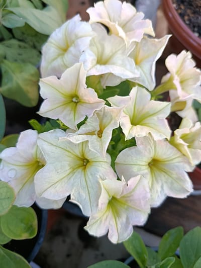 This is a close-up, vertical, eye-level, outdoor photograph of a cluster of creamy white petunia flowers with yellow throats. The flowers have delicate, ruffled petals and are the primary focus of the image. Some of the petals show subtle pinkish hues, particularly along their edges. Water droplets are visible on some of the petals, indicating recent watering or dew. The flowers are set against a backdrop of blurred green leaves and dark soil, with a glimpse of a brown planter pot in the upper right corner. The overall lighting suggests it is daytime. The image is devoid of any human presence or activity. The location in the city of Bekhtery, Ukraine, is not visually discernible from the provided image.