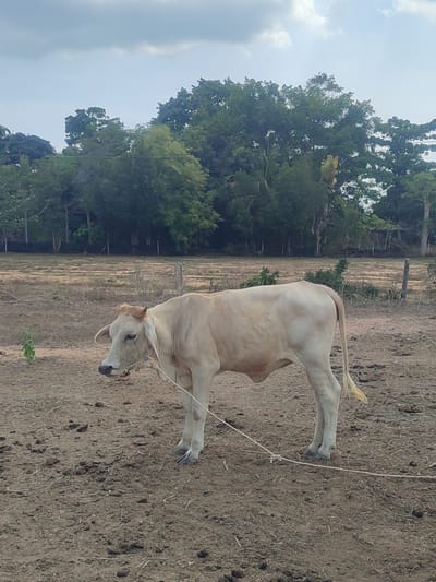 The image depicts a young, light-colored cow standing in a dirt field in บ้านเนินทราย, Thailand. The cow has a rope tied around its head. Behind the cow, there is a grassy field, and further back, a line of trees is visible. The sky is overcast with patches of blue. There is sparse vegetation on the ground around the cow. A few wooden fence posts are also visible in the background.