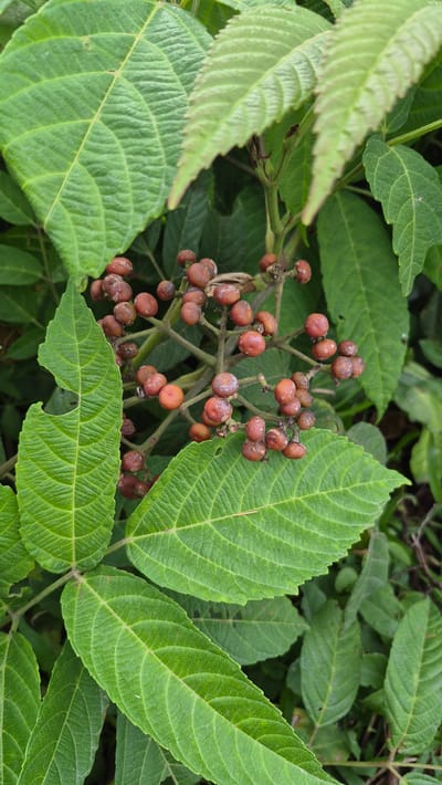Close-up view of a plant with compound leaves and reddish-brown berries in Raya Sanggeu, Indonesia. The leaves are a vibrant green with prominent veins, and the berries are clustered in a bunch. Some berries show a powdery residue. The background is a mix of green foliage.