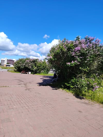 This image shows a paved area in front of a lilac bush in Olenegorsk, Russia. The sky is blue with some white clouds. The lilac bush is in full bloom with purple flowers. There is a bench in front of the bush where a person is sitting. In the background, there is a building with a sign that says "Olenegorsk." There are also a few pigeons on the pavement. The ground is covered with red interlocking pavers.