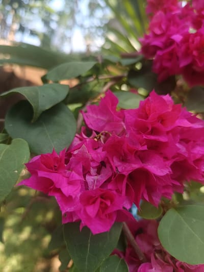 A close-up photograph displays a dense cluster of fuchsia-pink bougainvillea flowers, characterized by their papery bracts, prominently in the central and lower right frame. Several dark green, ovate leaves are visible, some in sharp focus near the flowers, others partially blurred. The background is heavily out of focus, rendering indistinct lighter green and brown hues with soft, circular bright highlights, consistent with natural outdoor lighting and distant foliage. No individuals are present. No specific actions or interactions are depicted. The scene is located in Sindangasih, Indonesia.