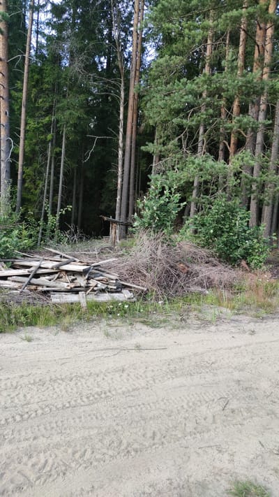A pile of weathered wooden planks lies on the ground to the left of a dense forest. The planks are of various sizes and are stacked haphazardly. Behind the planks, a thicket of dry, thorny branches forms a dense barrier. Two small, green bushes grow behind the branches, and beyond them, the trunks of tall pine trees rise into the sky, with dense green foliage creating a dark canopy. The ground in the foreground is a sandy dirt road with visible tire tracks. The scene appears to be located on the outskirts of Pitkäranta, Russia, given the characteristic boreal forest environment and the sandy roads common in the region.