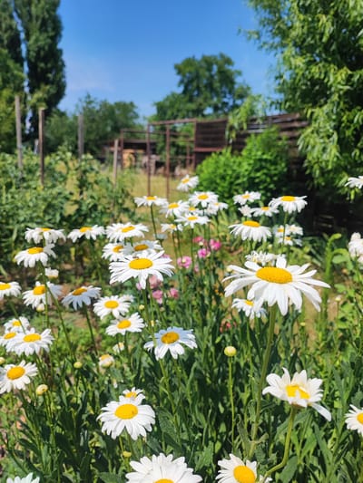 This media file captures a vibrant, sun-drenched garden scene focused on a cluster of white daisies with bright yellow centers. The daisies are in various stages of bloom, with some facing the viewer and others tilted slightly away. One prominent daisy in the foreground has a small insect, possibly a bee or fly, resting on its yellow center.
The background suggests a rural or garden setting. Behind the daisies, lush green foliage and other plants create a dense natural backdrop. In the mid-ground, hints of a rustic fence and some sort of structure are visible, suggesting a maintained yard or perhaps a small farm. Tall trees frame the scene on the left, and more trees and greenery extend across the upper portion of the image, indicating a natural environment.
The sky is a clear, vivid blue, and the bright sunlight suggests a warm, sunny day. The overall impression is one of natural beauty and tranquility. The scene appears to be set outdoors, likely in a garden or meadow. There is no visible text in the image. The time of day is clearly daytime, with the strong sunlight casting subtle shadows and highlighting the colors of the flowers. The location context provided is Opatovice, Czechia.