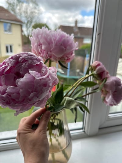 A hand holds a vase containing pink peonies by a window. The hand is positioned in the lower left quadrant of the image and is gently touching the stems of the flowers. The vase is made of gold-colored glass and is partially filled with water. The peonies are in various stages of bloom, with some fully open and others still budding. The window offers a view of houses and a cloudy sky. The scene appears to be set indoors, on a windowsill. There is no indication of the location being Belfast City, United Kingdom.