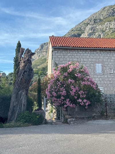 The image depicts a roadside scene in Rijeka Reževići, Montenegro. In the foreground, a paved road runs across the bottom of the frame, with a faint white line marking its center. To the left, a large, weathered, dead tree trunk stands prominently, its texture rough and its form irregular. Adjacent to the trunk, a tall, slender cypress tree is visible, with lush green foliage.

A stone building with a red-tiled roof dominates the mid-ground. The walls of the building are constructed from light-colored stone blocks, and it features a white-shuttered window and a smaller rectangular opening. In front of the building, a vibrant bush with abundant pink flowers, likely oleander, is in full bloom, partially obscuring a decorative metal gate. Behind the gate, more greenery is visible.

The background reveals a steep, rocky mountain slope, partially covered with vegetation. The sky above is a clear blue with scattered wispy clouds. The overall impression is one of a rural, Mediterranean setting with a blend of natural and man-made elements. No people are present in the image.