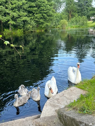 A serene outdoor scene captures a family of swans on a dark, rippling body of water, likely a pond or slow-moving river, bordered by lush green trees and vegetation. Two adult white swans with distinctive orange beaks are visible, one closer to the foreground and another slightly behind and to the left. Three cygnets, covered in fluffy grey down, are swimming in formation to the left of the adult swans. The water reflects the verdant foliage and the sky, creating a dappled effect. In the foreground, rough concrete steps lead down to the water's edge, with green grass growing along the bank. The overall impression is one of natural tranquility and a peaceful wildlife encounter. The location is identified as Перабродскі сельскі Савет, Belarus.