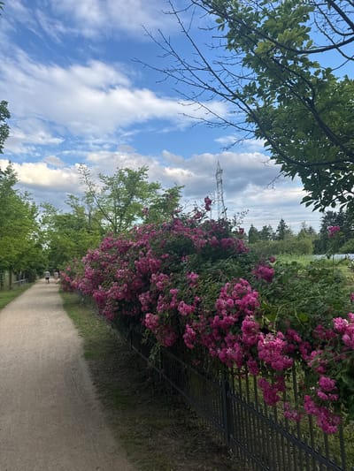 In Hattersheim, Germany, a gravel path runs alongside a row of lush, pink roses blooming against a black metal fence. Two figures, a couple, walk away from the viewer on the path. Tall trees with vibrant green foliage line the left side of the path. The sky above is a bright blue, dotted with fluffy white clouds. In the background, a tall electrical pylon stands against the horizon, surrounded by a field of green grass and more trees. The scene suggests a serene park or garden setting on a partly cloudy day.