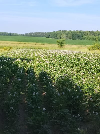 A wide shot captures a field of blooming potato plants under a clear blue sky. Rows of potato plants, covered in small white and light purple flowers, stretch across the foreground and middle ground. Beyond the potato field, a strip of dry grass and a distant line of lush green trees form the horizon. The overall scene is a rural landscape bathed in natural light.