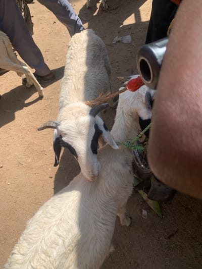 The image depicts a close-up, high-angle view of two goats standing on a dirt ground in what appears to be an outdoor market, possibly in Dull A, Nigeria. The goats are tethered together with a green rope. The goat in the foreground is white with black markings on its face, including around its eyes and ears. It has short, curved horns and a light-colored snout. The second goat, mostly visible behind the first, is white and appears to be larger. The ground is sandy and dry, with some scattered debris. In the background, the legs of at least two people are visible; one person is wearing dark pants and brown shoes, while another is wearing dark trousers. The right side of the frame is dominated by a blurred, fleshy arm and a portion of a dark, metallic object, possibly a motorcycle handle. The overall lighting suggests it is daytime, with strong shadows cast on the ground.