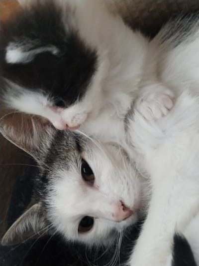 The image shows a close-up, overhead view of two cats. The larger cat, in the foreground, has a white face with gray tabby markings around its ears and eyes. Its eyes are open and dark brown. The smaller cat, in the background, is mostly white with a black patch over its left eye and ear area. Its eyes are also open and dark. Both cats appear to be lying down together, with the smaller cat nestled against the larger one. The lighting is soft, and the background is out of focus, appearing to be a textured surface, possibly a blanket or furniture. There are no visible indications of the location in Акбердино, Russia.