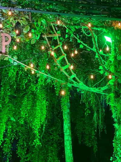 The image displays a densely vegetated scene illuminated predominantly by vibrant green light, suggesting a nighttime setting or a darkly lit interior. Numerous warm-toned string lights, featuring small, exposed filament bulbs, are strung across the upper and central portions of the frame, providing additional points of illumination.
In the upper-left quadrant, a large, light-colored, three-dimensional letter "P" is partially visible, appearing to be made of wood or a similar natural material. Winding horizontally through the center of the frame is a rustic structure resembling a rope ladder or decorative suspension bridge, constructed from ropes and short wooden rungs, integrated with the surrounding foliage. To the far left, a distinct tree trunk with bark texture is visible, also bathed in the green light.
The foliage itself is varied and abundant, with some larger, broader leaves at the top and extensive cascades of smaller, lighter green leaves and vines draping downwards throughout the scene, creating a lush, jungle-like aesthetic. Dark structural elements are faintly discernible at the very top, possibly indicating an overhead support system for the lights and greenery. The background is largely undiscernible due to the darkness, emphasizing the illuminated foreground. No individuals, animals, or discernible actions are present within the frame.
The image does not contain any specific visual identifiers or contextual information to determine its precise location in the city of Sremski Karlovci Municipality, Serbia, or any other specific geographical area.