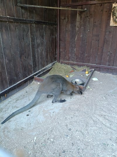 A kangaroo is in an enclosure with wooden walls and a sandy floor. The kangaroo is grey and has a long tail. It is bent over, eating from a shallow dish. In the background, there is a pile of hay and some scattered fruits and vegetables, including carrots and a yellow apple. The enclosure appears to be outdoors, and the lighting suggests it is daytime. The scene is likely at a zoo or wildlife park. There are no people visible in the image. The wooden walls are vertical planks, and there are metal bars at the top. The sandy floor has some small pebbles and dry grass scattered around. The kangaroo seems to be alone in its enclosure.