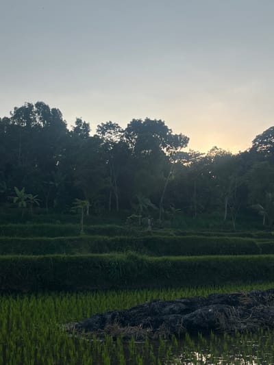 This is a photograph of a rice paddy in Tetebatu, Indonesia, at dusk. The sky is a pale, overcast gray, with a hint of orange light from the setting sun peeking through the trees on the horizon. Lush green rice stalks grow in the foreground, submerged in shallow water. Behind them, terraced rice fields rise up a gentle slope, marked by dark green hedges. Further back, a dense forest of trees creates a dark silhouette against the sky, with the sun’s rays filtering through the branches. There are no people or animals visible in the image. The overall scene depicts a peaceful, natural landscape.