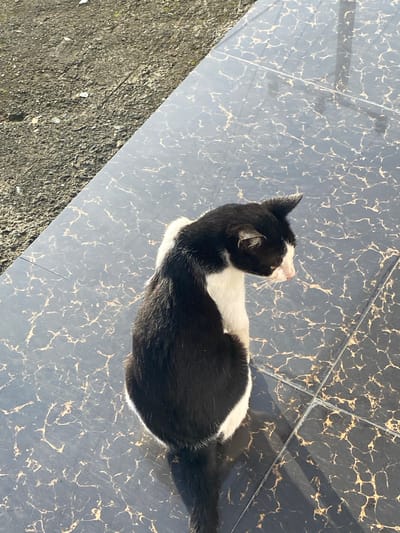 A black and white cat is sitting on a patterned tiled surface. The cat is facing to the right, with its body curved. The tiled surface is dark with lighter, irregular patterns. To the left of the tiled surface, there is a patch of rough, grey gravel. The scene appears to be outdoors.
