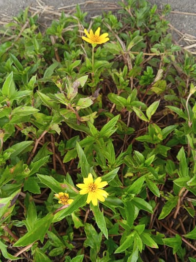The image is an overhead shot of a patch of dense, green foliage with several small, yellow wildflowers. The flowers have distinct yellow petals and dark centers. The leaves of the plants are elongated and serrated. There are also dry, brown stems and leaves interspersed throughout the green growth. The ground beneath the plants appears to be dark soil or mulch. The scene is outdoors, with natural lighting. The image does not depict any people or structures. The location, Geudongalue, Indonesia, is not visually evident in the image itself.