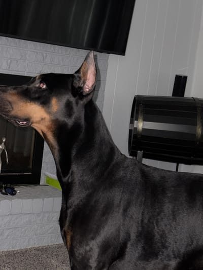 In an indoor residential setting, a black Doberman Pinscher dog stands to the right of a fireplace. The dog's head is turned to the left, with its ears pricked up and its pink tongue visible between its teeth. The fireplace has a white brick facade and a black mantelpiece, with a television mounted above it. To the right of the dog, a decorative barrel-shaped object is visible. The flooring is a grey carpet. The image was captured in Fairview Township, United States of America.
