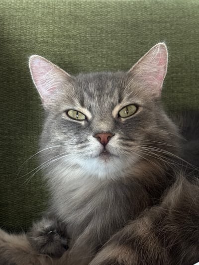 This is a close-up, overhead shot of a grey, long-haired cat lying on a textured, olive-green surface, likely a sofa or chair, in Радваніцкі сельскі Савет, Belarus. The cat is positioned on its back, with its head turned towards the viewer. Its eyes are a striking green with dark pupils and are partially closed, giving it a relaxed or sleepy appearance. The cat's fur is a mix of grey and lighter shades, with darker tabby markings visible on its face. Its whiskers are long and white, fanning out from its muzzle. The cat's ears are pointed and also grey with visible fine hairs. A small portion of its paw and tail are visible, suggesting it is curled up comfortably. The lighting is soft, indicating an indoor setting, possibly during the day. There is no visible text in the image.
