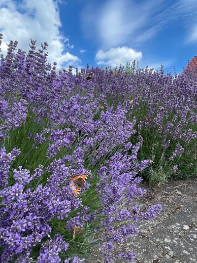 The image displays a vibrant field of lavender in bloom, with several butterflies and a bumblebee flitting among the flowers. The lavender is a rich purple, creating a dense carpet of color that fills most of the frame. The scene is set outdoors, likely in a garden or a natural landscape, with a hint of a terracotta-tiled roof visible at the top left, suggesting proximity to a building.
The sky above is a bright, clear blue with scattered white, fluffy clouds, indicating a sunny day. The lighting suggests it's daytime, possibly late morning or early afternoon. The overall mood is peaceful and idyllic, capturing the beauty of nature in full bloom. The rough texture of a stone wall is visible on the right side of the image, providing a contrasting element to the soft lavender and sky.
Several butterflies, including one with distinctive orange and black markings, are captured in various stages of flight or resting on the lavender spikes. A bumblebee is also present, adding to the sense of a thriving ecosystem. The image is taken from a slightly tilted angle, adding a dynamic feel to the composition. No visible text is present in the image. The location context provided is Christerode, Germany.