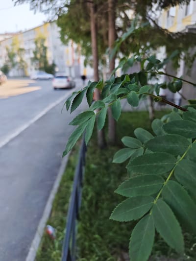 The image captures a close-up view of a leafy branch from a tree, likely a Rowan tree, with its serrated green leaves dominating the foreground. The branch is positioned in front of a slightly out-of-focus urban environment. To the left, a paved road runs diagonally, bordered by a strip of green grass and a black metal fence. A white line marks the edge of the road. In the background, a multi-story residential building with a pale facade and some yellow and orange accents is visible, along with parked cars and a blurred figure of a person walking. The lighting suggests it is either early morning or late afternoon, with soft sunlight illuminating the scene. The context of Nadym, Russia, suggests this scene is typical of an urban setting in a subarctic climate, where such trees are common and buildings are designed for colder weather.