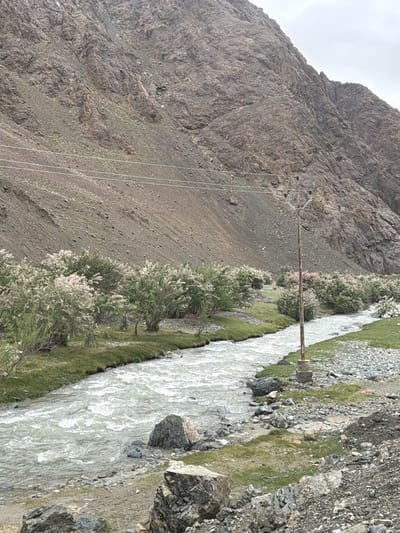 The image depicts a rocky mountain landscape in Sumdo, India, with a river flowing through it. The river has choppy, white water, indicating a strong current. Along the riverbank, there are green grassy areas interspersed with numerous trees and shrubs covered in light pink and white blossoms. A utility pole stands on the right side of the river, with wires stretching across the frame towards the mountain. The mountain itself is steep and rocky, with a sparse covering of low-lying vegetation and scree. The sky is overcast, suggesting a cloudy day. The foreground of the image shows a rocky terrain with large boulders. There are no people or animals visible in the scene.