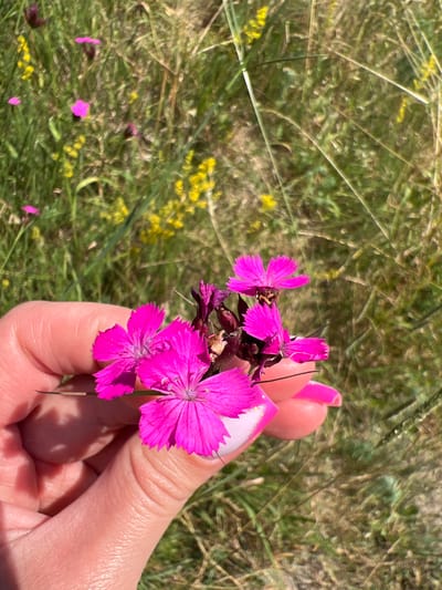 A hand with manicured nails painted in a pink and white French tip style is holding a small cluster of vibrant pink flowers. The flowers have serrated petals and are shown against a backdrop of dry grass and scattered yellow wildflowers. The setting appears to be a field or meadow, possibly on the outskirts of Karniowice, Poland, given the natural, uncultivated vegetation. The lighting suggests a sunny day, casting shadows from the hand onto the flowers.