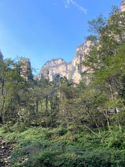 Tall, weathered rock formations rise against a clear blue sky. The formations are layered and textured with sparse vegetation clinging to their sides. Dense foliage of green trees and shrubs fill the lower half of the frame. Sunlight filters through the trees, casting shadows and highlights on the lush greenery. The image is oriented vertically, capturing the height and scale of the natural landscape.