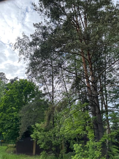 The image depicts a view looking upwards into a dense canopy of trees against a cloudy sky. A tall, slender pine tree with a reddish-brown trunk dominates the left portion of the image. Its branches spread outwards, covered in green needles. To the right, deciduous trees with broader leaves intermingle with the pine branches. A portion of a dark, wooden building with a fence is visible at the bottom-right corner of the image. This view might be found somewhere in Semyonovskoye, Russia, where wooded areas are common.