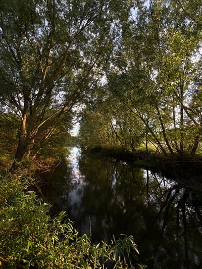 The image displays a narrow water channel flanked by dense, mature riparian trees, creating a natural canopy over the waterway. This scene is located in the vicinity of Tovstoluh, Ukraine. The water surface is dark and highly reflective, showing distorted reflections of the trees and the bright sky. Strong, warm sunlight, indicative of late afternoon, illuminates the foliage and tree trunks on the left side of the channel, casting distinct shadows across the water towards the right bank. The trees, which appear to be deciduous with elongated green leaves, form an archway, partially obscuring the sky above the water. The banks are vegetated with undergrowth and exposed roots. No human subjects, animals, or man-made structures are discernible within the frame. The environment is natural and appears undisturbed.