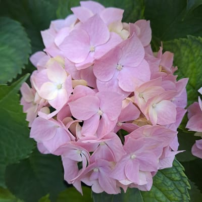 A close-up, top-down shot of a cluster of pale pink hydrangeas with dark green leaves surrounding them. The hydrangeas are full of delicate petals, some overlapping others. The centers of the flowers are a lighter, yellowish-white. The image is taken outdoors in Troitskaya, Russia.