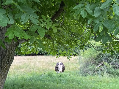 In the city of Mitocu Bălan, Romania, a cow stands in a grassy field, partially obscured by the branches and leaves of a large tree in the foreground. The cow is black and white and faces the camera. The field behind the cow is filled with tall, dry grass and interspersed with green vegetation. A line of dense green trees forms the background of the scene, with a small, dilapidated wooden structure visible among them on the right side of the image. The overall impression is a serene rural landscape.