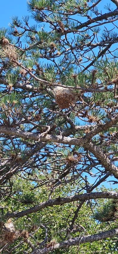 The image shows a close-up view of a pine tree, likely in Dol, Croatia, with a bird's nest prominent among the branches. The nest is spherical and appears to be constructed from dried grass and other natural materials. It is situated on a thick branch, surrounded by pine needles and smaller twigs. The tree's bark is rough and textured, and the branches are intertwined, creating a dense canopy. The background is a clear blue sky, suggesting a sunny day. The overall impression is a natural scene, undisturbed and serene, characteristic of a rural or natural setting within Dol.