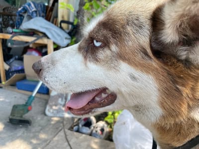 This media file features a close-up profile view of a dog with striking blue eyes. The dog has a predominantly white muzzle with brown markings around its eye and across its head and neck. Its mouth is slightly open, revealing a pink tongue and teeth. The background is somewhat cluttered and appears to be an outdoor setting, possibly a yard or workshop area. Visible objects include a piece of lumber, some blue material, and a green gardening tool resembling a weed trimmer. In the blurred background, other items are present, including what look like shoes or bags. The lighting suggests it is daytime, and the setting seems to be somewhere in Ostriv, Ukraine. The dog's expression is neutral or curious. No visible text is present in the image.