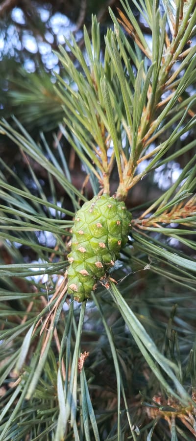 A close-up, vertical shot shows a young, green pine cone amidst the needles of a pine tree. The pine cone is oval-shaped and has a textured surface with small, scale-like protrusions. It is positioned slightly off-center to the left of the frame. The pine needles are long, slender, and a vibrant green color. Some brown, dry needles are also visible, adding a touch of natural variation. The background is blurred, with out-of-focus circles of light, suggesting dappled sunlight filtering through the tree canopy. The overall impression is one of nature's detail and growth. The location is the city of Merchalovo, Russia.