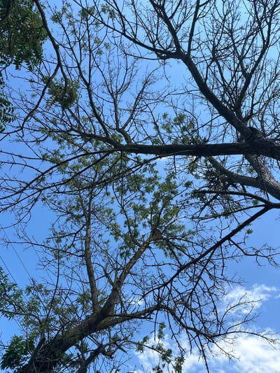 The image shows a view looking up at tree branches against a bright blue sky. Some of the branches are bare, while others have sparse green leaves. There are a few wispy white clouds in the sky. The scene appears to be outdoors, likely in a park or natural area within the city of Temryuk, Russia, given the context provided. No people or specific actions are depicted.