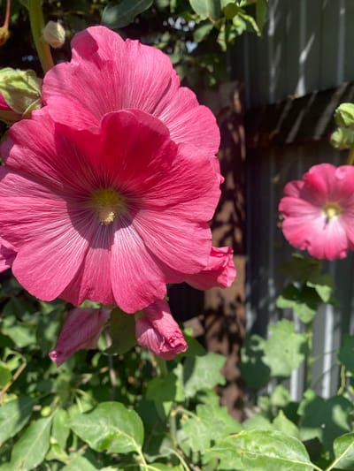 A close-up, outdoor shot shows a cluster of bright pink hollyhock flowers against a backdrop of green foliage and a corrugated metal fence. The foreground is dominated by the largest flower, its delicate petals showcasing intricate veins and a light yellow center. To its right, another hollyhock bloom is visible, softer and out of focus. Several buds, some tightly closed and green, others partially unfurled and pink, add depth to the composition. Shadows from leaves and branches cast dappled patterns on the fence. The environment suggests a garden setting, likely in Mamontovo, Russia, given the context. The overall impression is one of natural beauty, bathed in sunlight.