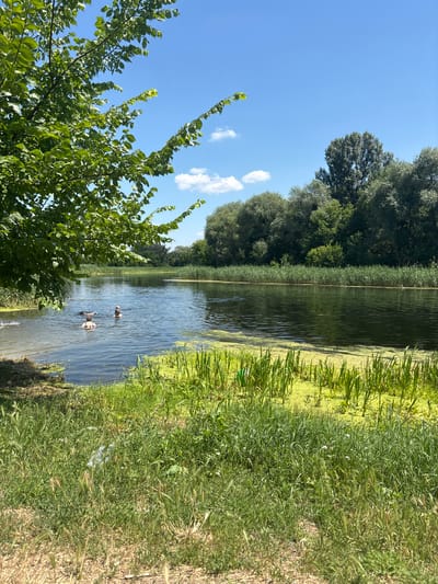 The image shows a wide, calm river under a bright blue sky with scattered white clouds. Lush green trees and reeds line the far bank, creating a dense wall of foliage. In the foreground, to the left, a large tree with vibrant green leaves overhangs the water. Several people are swimming in the river; two are visible in the mid-ground, and another is further back. The water itself is dark and reflects the sky and surrounding greenery. The riverbank in the foreground is covered in thick green grass, with some dry, lighter-colored earth visible at the very bottom. A piece of white plastic trash is visible amidst the grass on the left side of the frame. The scene appears to be a natural area within the city of Zmiiv, Ukraine, likely a popular spot for swimming and recreation during warm weather.