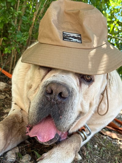 A cream-colored Mastiff dog wearing a tan bucket hat with the patch "TRAVEL NEVER ENDS" is lying on the ground in an outdoor, natural setting. The dog's mouth is open, with its pink tongue hanging out. The dog is wearing an orange collar. The background consists of green foliage and tree branches, with sunlight filtering through. The ground is covered in dirt, stones, and dry leaves. There is no indication of the city of Kanjoši, Montenegro in the image.